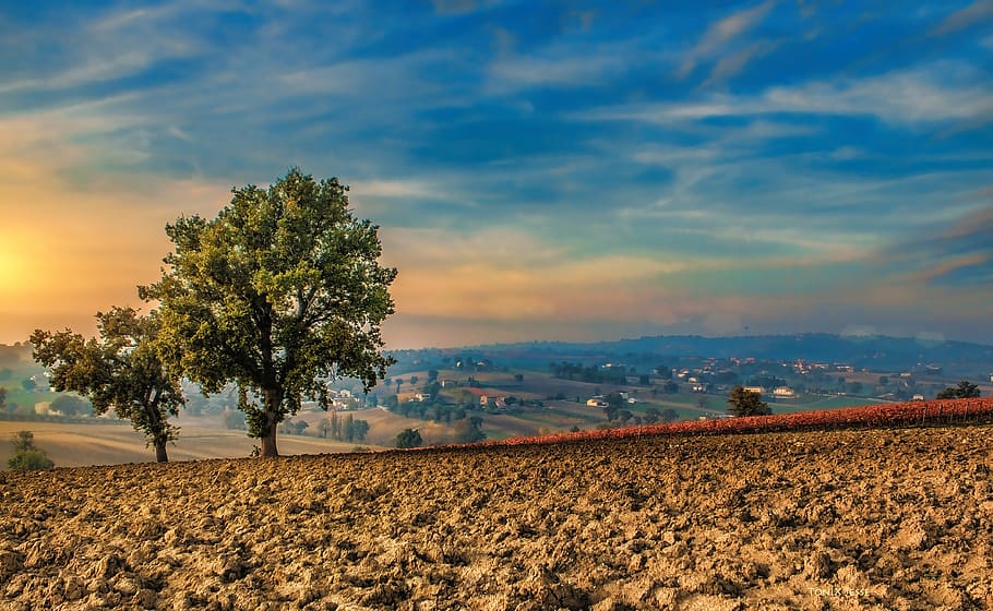 green leaf trees overlooking houses at golden hour, campaign HD wallpaper