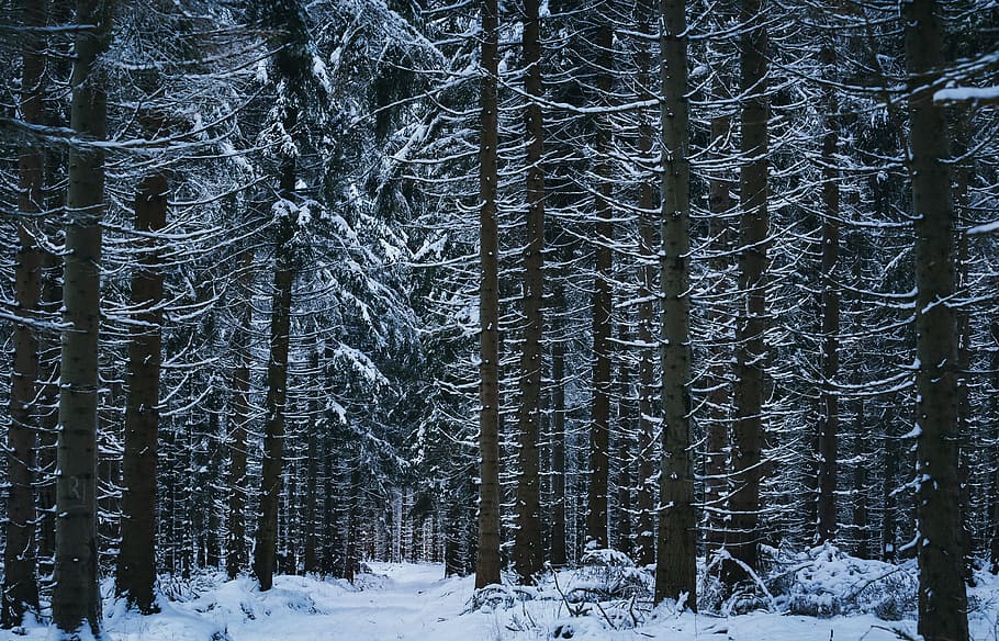 Winter, Snow, Forest, Wintry, winter forest, cold, tree, snowy HD wallpaper