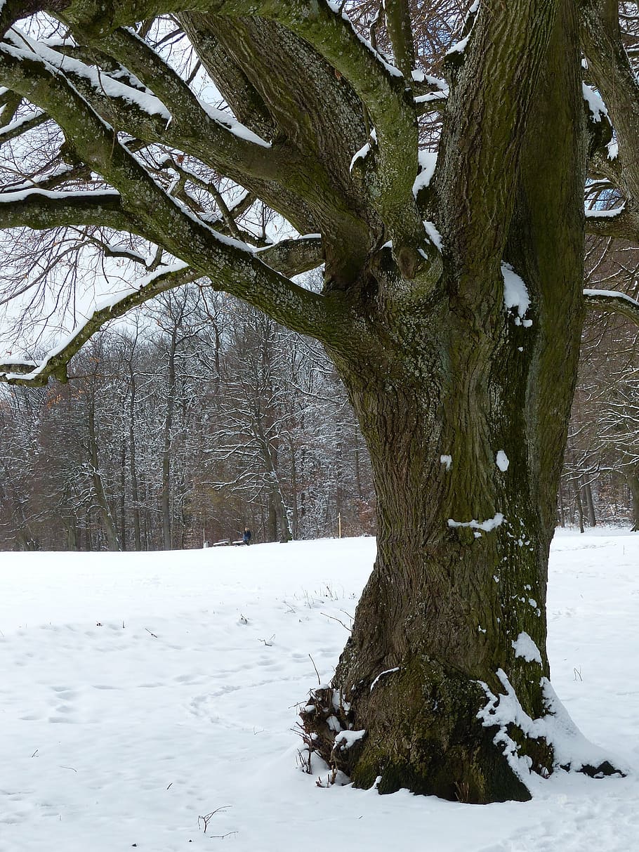 tree, snow, snowy, winter, cold, field, sky, tribe, branch HD wallpaper