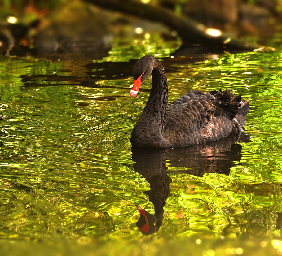 black duck on body of water, Mourning, Swan, Animal, Bird, mourning swan, HD wallpaper