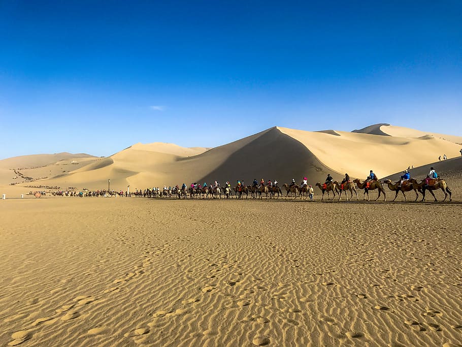 people riding camel at desert during daytime, march of camel and people at desert HD wallpaper