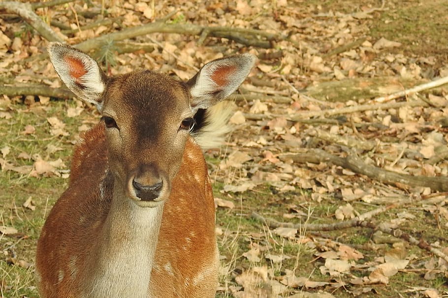 Roe Deer, Wild, Fallow Deer, Deer, Forest, nature, animal, animals in the wild HD wallpaper
