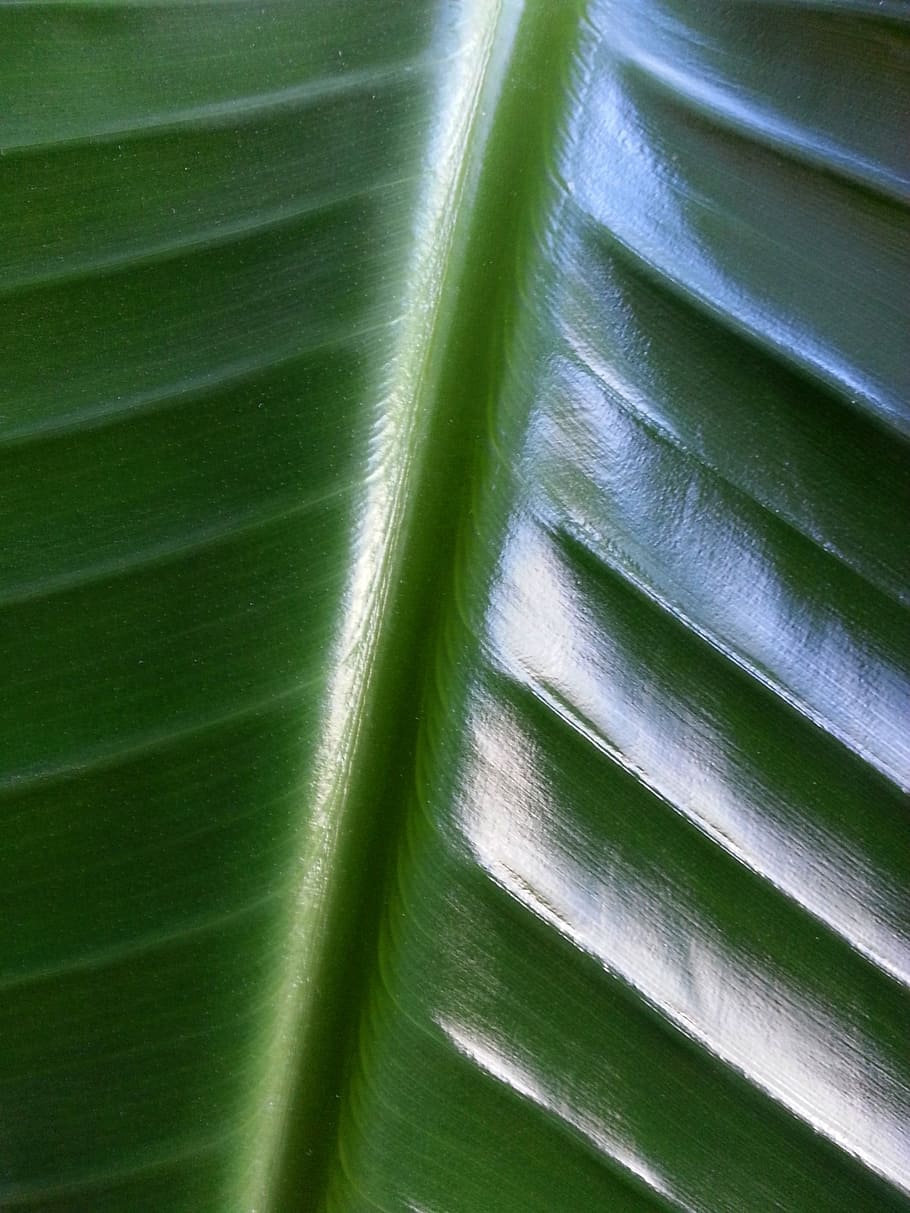 plant, vegetable, green, leaf, leaves, nature, green color HD wallpaper
