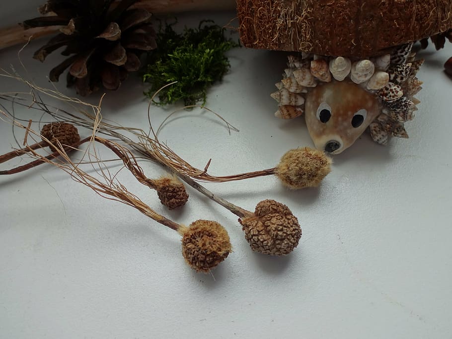 hedgehog, pine cone, platanus, indoors, still life, table, high angle view HD wallpaper
