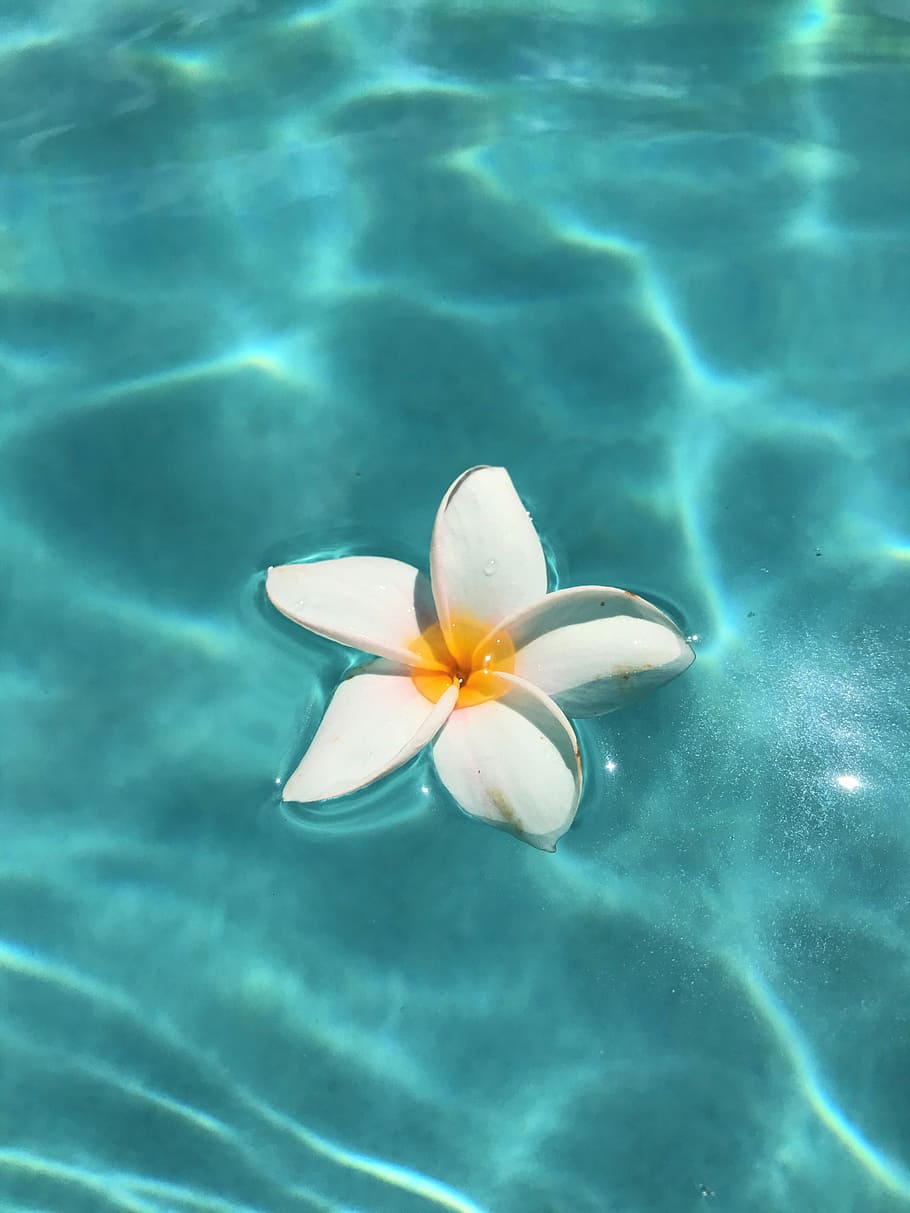 HD wallpaper: pool, flowers, tropical, vacation, botanical, barbados ...