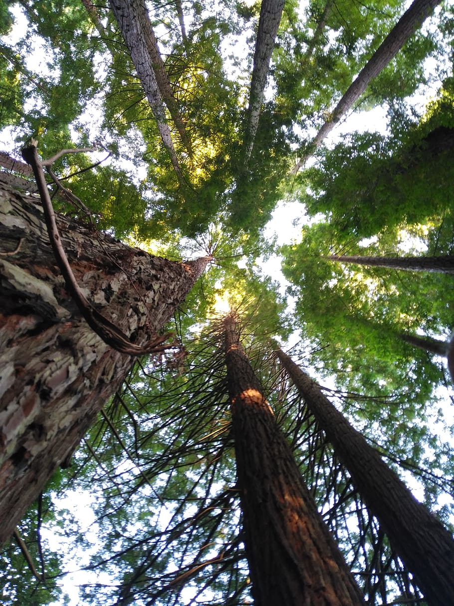 tree, high, trunk, forest, trees, branches, nature, life, plant HD wallpaper