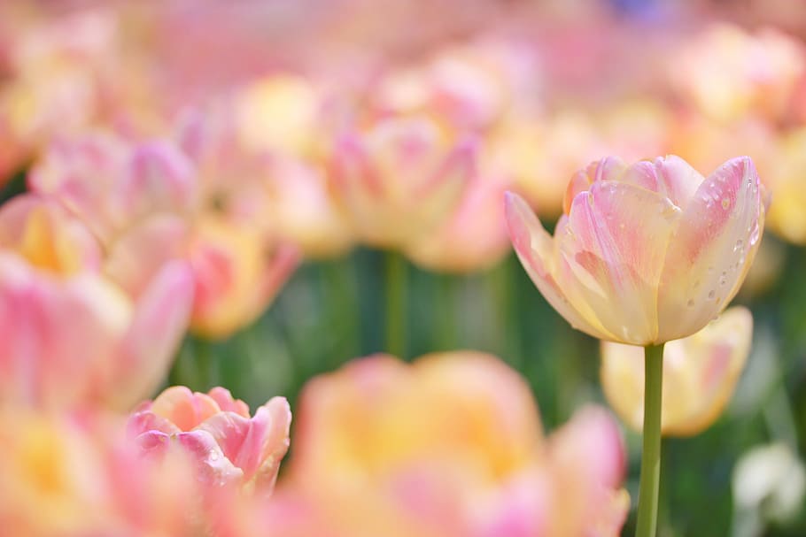 tilt shift lens photography of pink flower s, nature, pink Color HD wallpaper