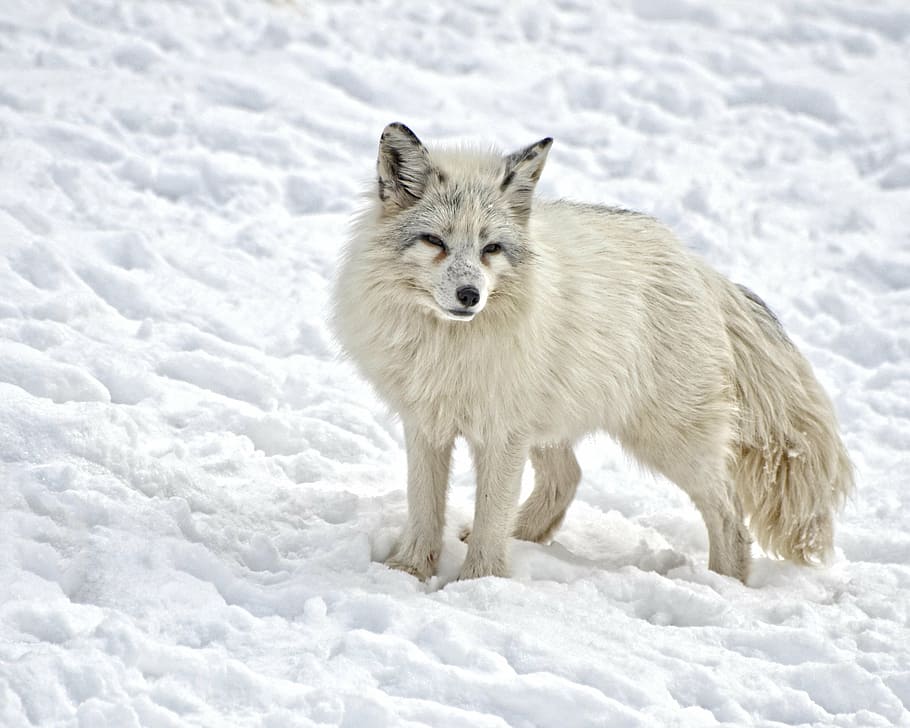 white wolf on snow, arctic fox, mammal, wildlife, nature, fur, HD wallpaper