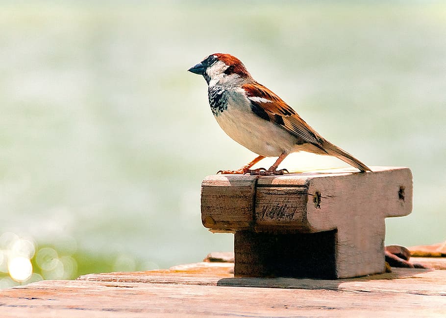white and brown sparrow bird shallow focus photography, Nature