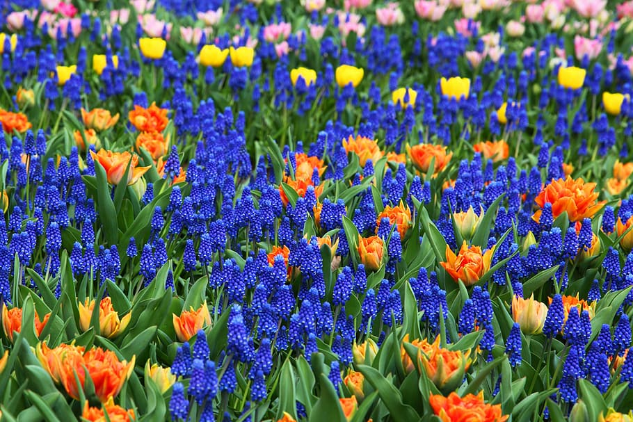 assorted flowers, beautiful, bed, bloom, background, color HD wallpaper
