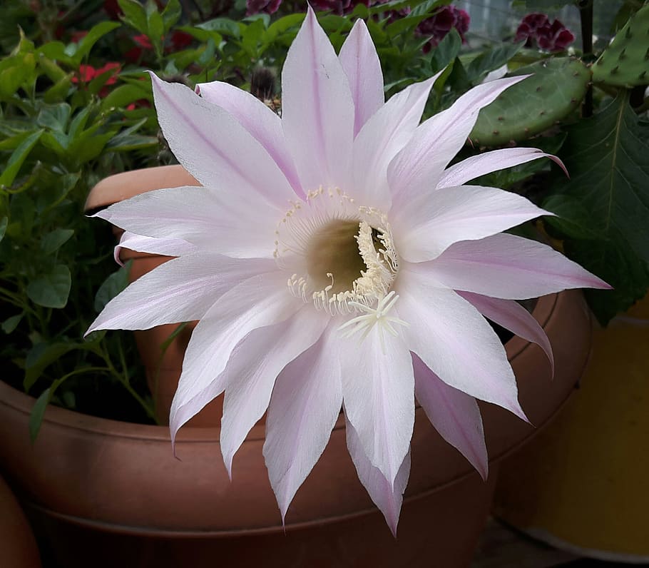 cactus, flower, flowerpot, vulnerability, fragility, flowering plant HD wallpaper