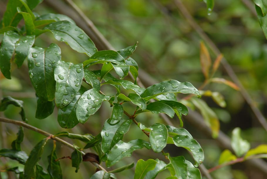 The plant wet