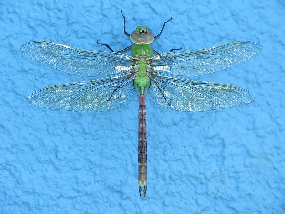 green and brown dragonfly on blue surface, insect, macro, bug HD wallpaper