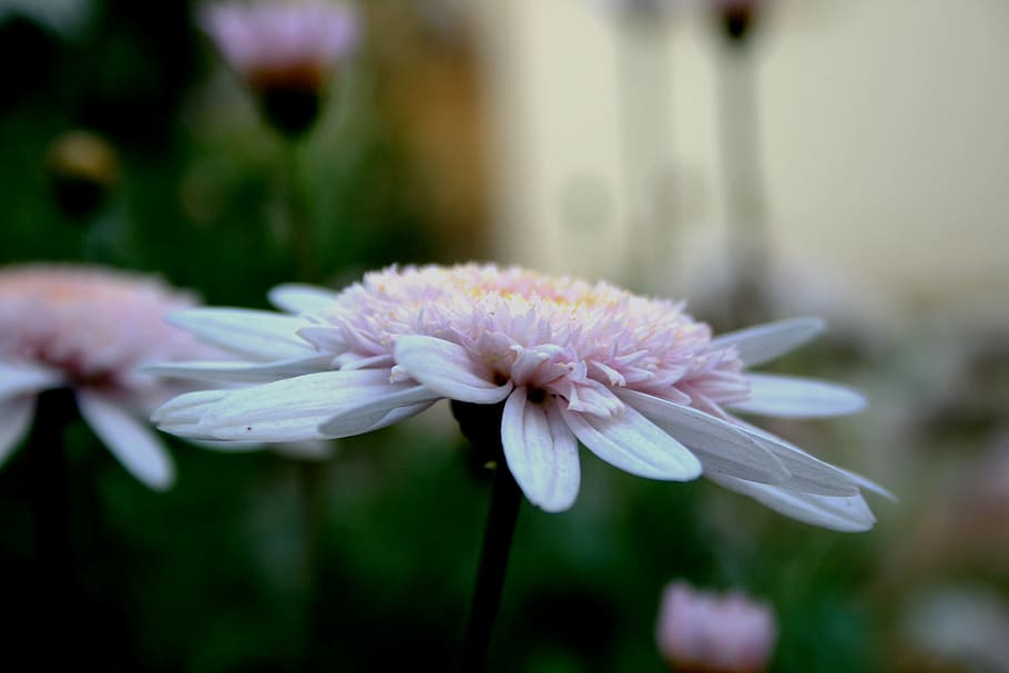 Daisy, Flower, Bloom, Pink, Upright, open, flat, dainty, delicate HD wallpaper