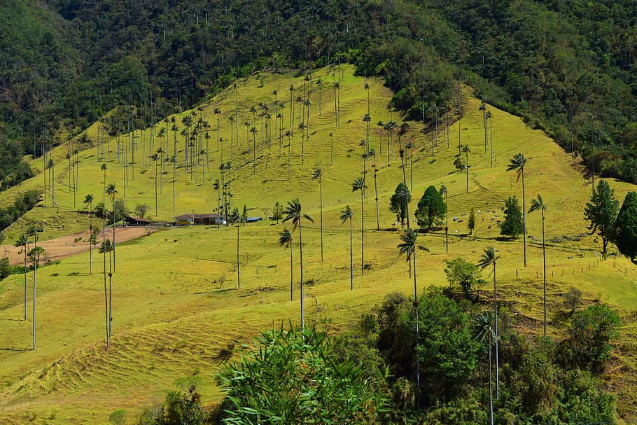 valley, cocora, salento, silhouettes, palma, mountain, green, HD wallpaper