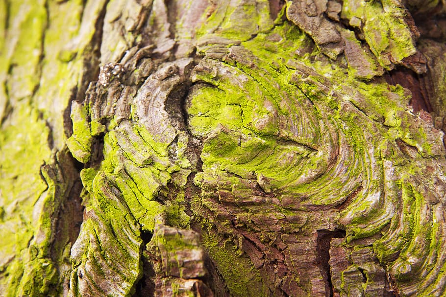 Bark, Layer, Tree, Cork, Dead, Plant, dead plant, bast, shed bark HD wallpaper
