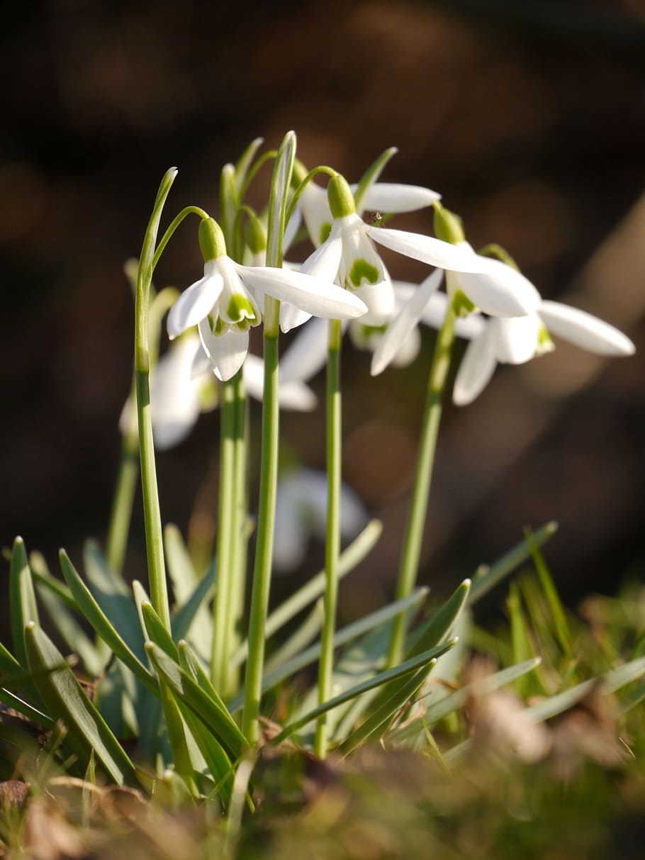 Snowdrop, Flower, Spring, Plant, Nature, bloom, white, flowers HD wallpaper