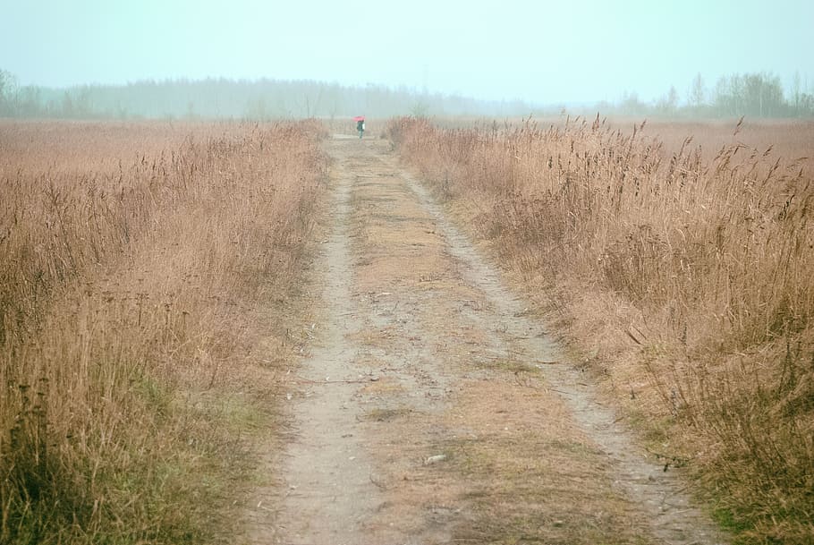 path, horizon, endless, nature, rural Scene, grass, plant, land HD wallpaper