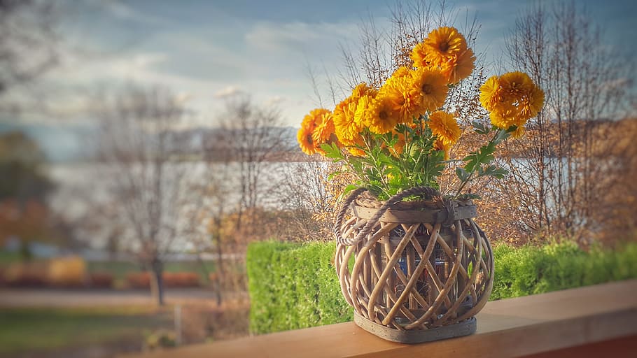 Orange Clustered Petaled Flowers in Brown Wicker Pot on Brown Wooden Plank HD wallpaper