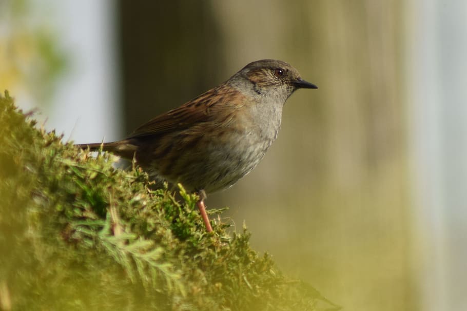 nature, bird, spring, small bird, tree, one animal, animal themes HD wallpaper