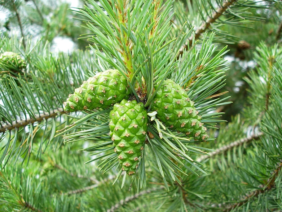 pine cones, tree, pine needles, pine branch, spring, green color HD wallpaper