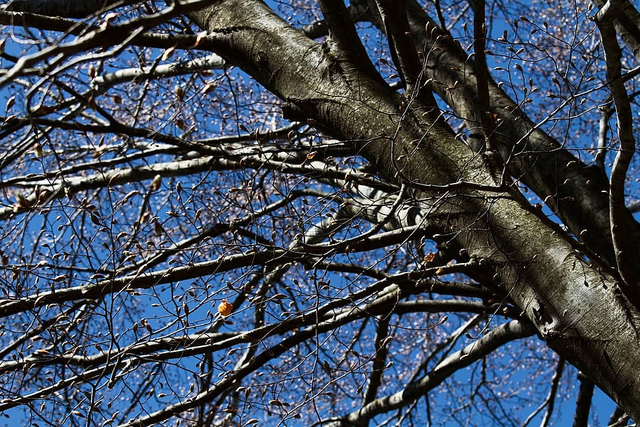 tree, sky, trees, mountain, blue, forest, autumn, branches HD wallpaper