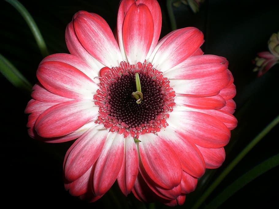 gerbera, blossom, bloom, red, close, plant, flower, flowering plant HD wallpaper