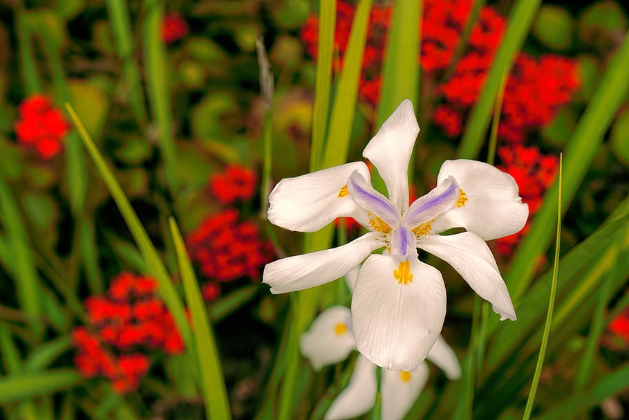 flower, lily, white, red, spring, horizontal, blossom, foreground HD wallpaper