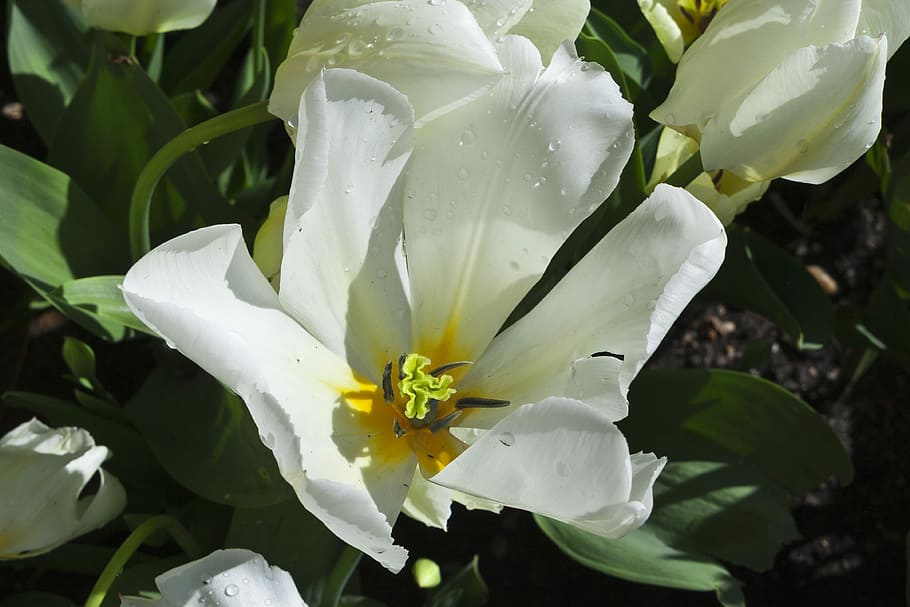Flowers, White, Nature, Spring, petal, flower head, white color HD wallpaper