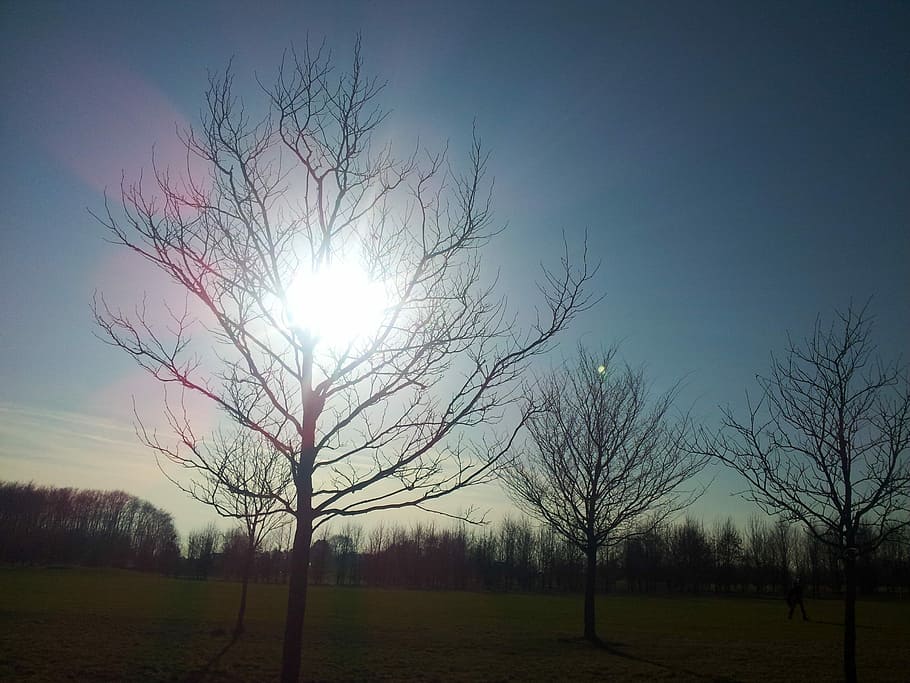 Sunset, Tree, Evening Sun, Mood, sky, beautiful, cozy, pleasant HD wallpaper