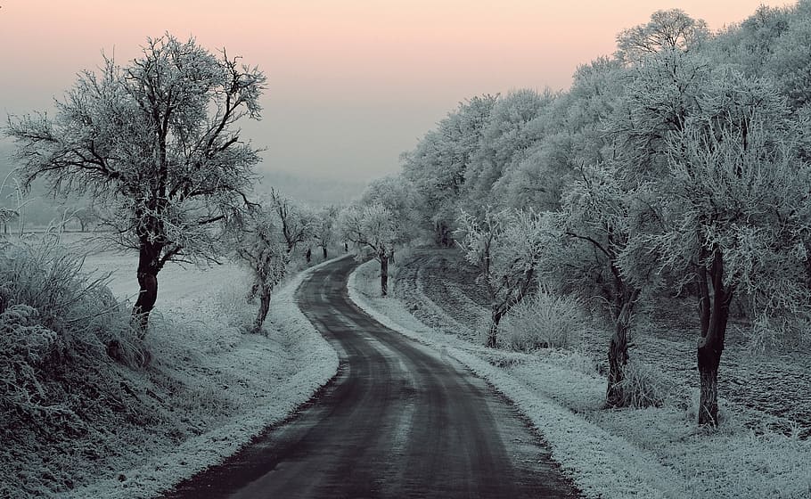empty road in between trees covered with snow, road between trees covered with snow HD wallpaper