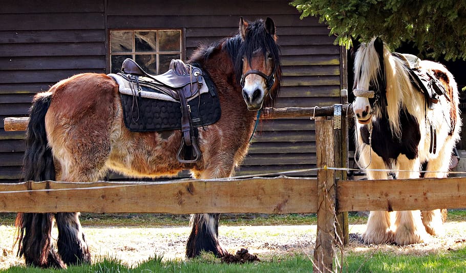 two brown and black horses on field during daytime, rest, saddle HD wallpaper