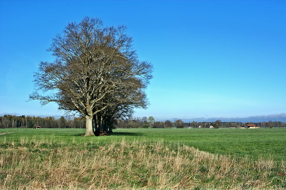 trees, group, nature, mood, grove of trees, romance, meadow HD wallpaper