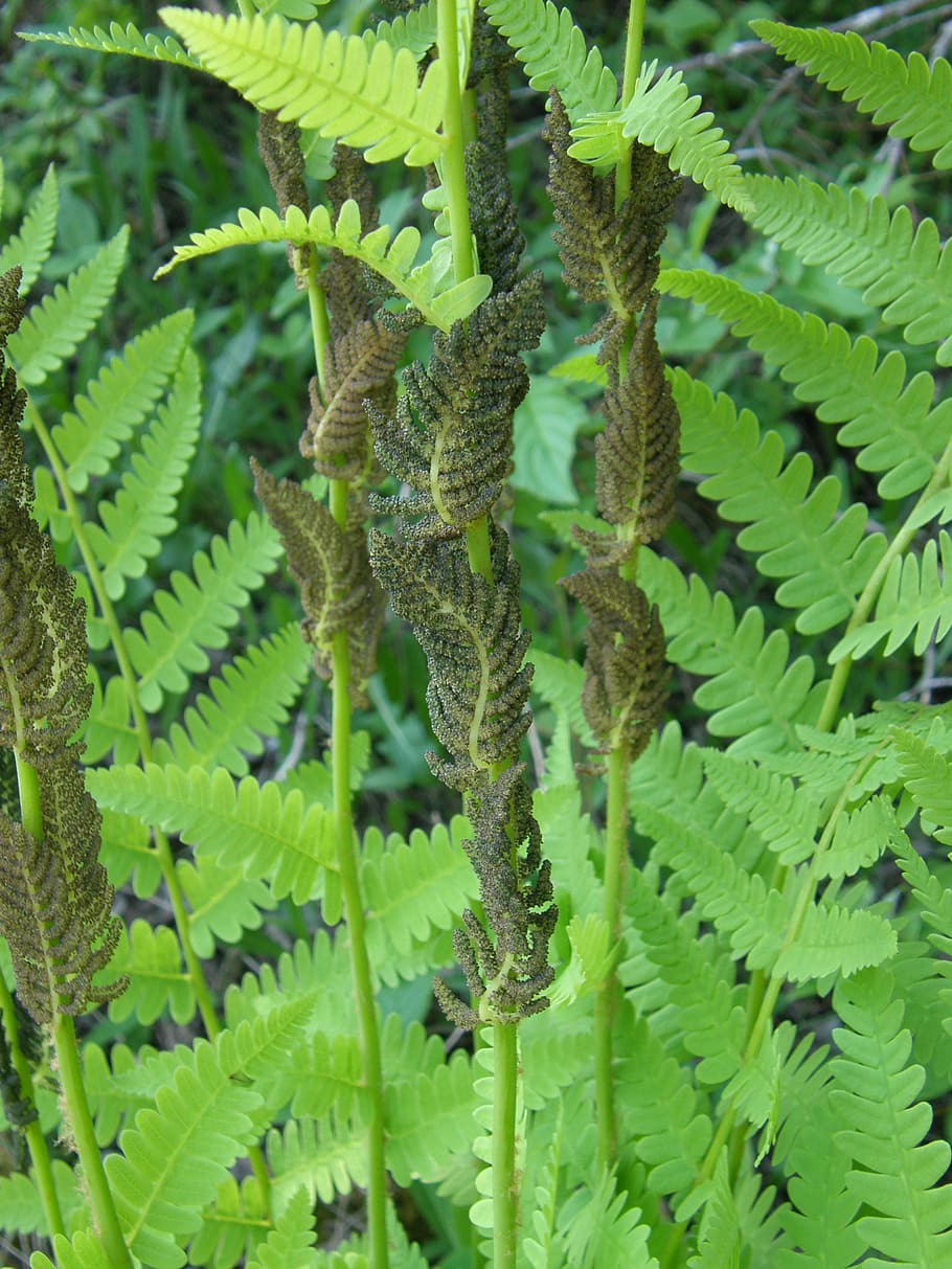 fern, field, forest, green, nature, plant, natural, wild, flora HD wallpaper