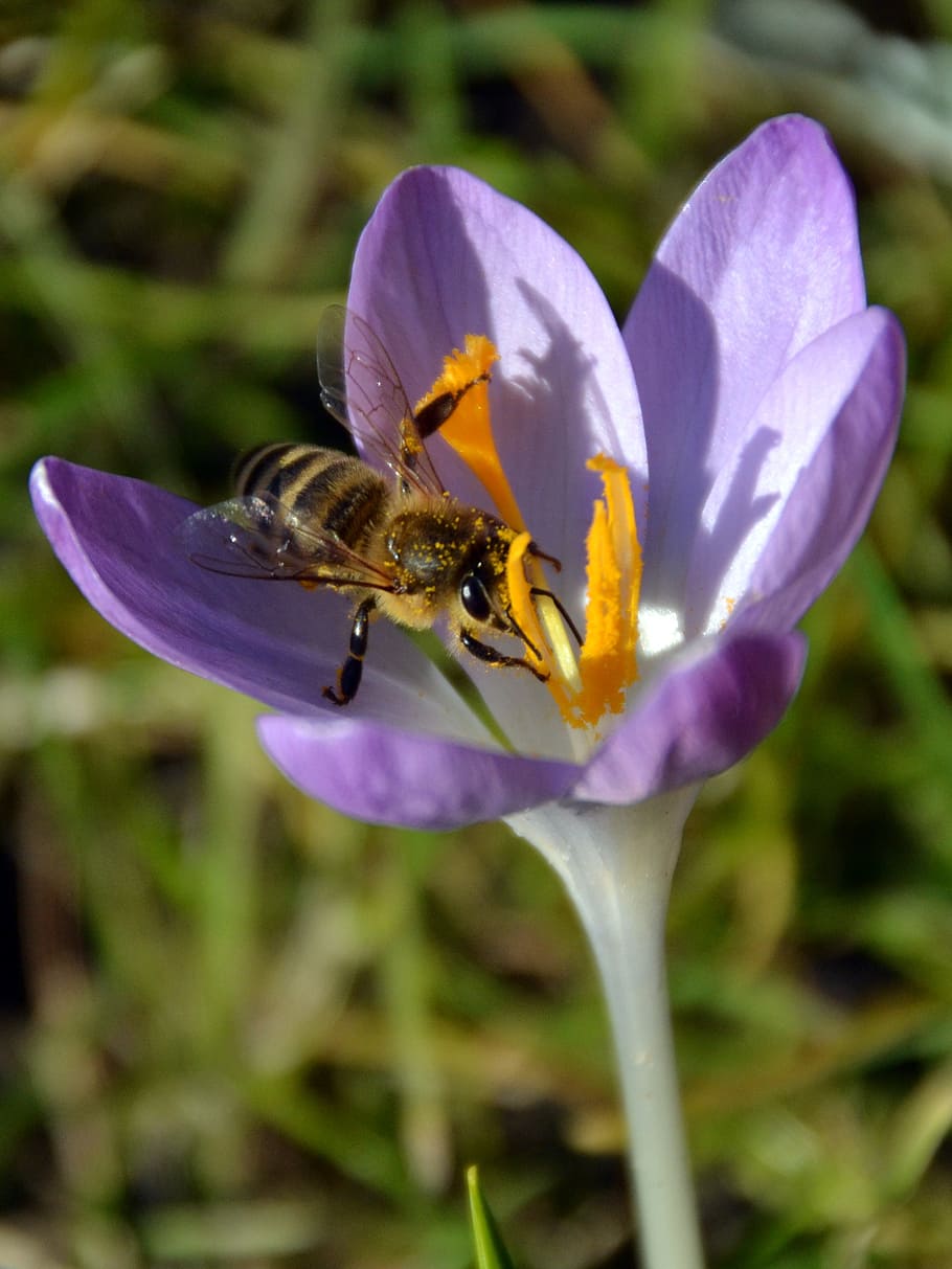 spring, crocus, blossom, bloom, spring flower, violet, bee HD wallpaper