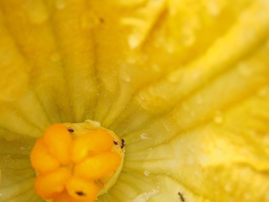 zucchini flower, blossom, bloom, yellow, ant, drink, vegetables, HD wallpaper