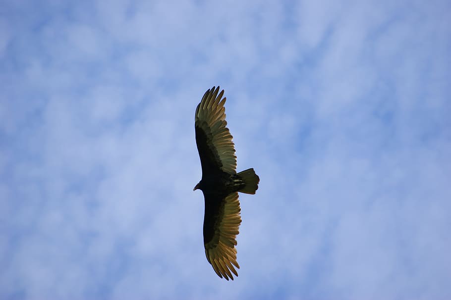 vulture, sky, clouds, fly, paraguay, south america, bird, animal HD wallpaper