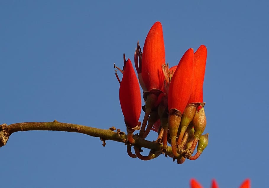 flower, erythrina, indian coral treee, lenten tree, tiger claw