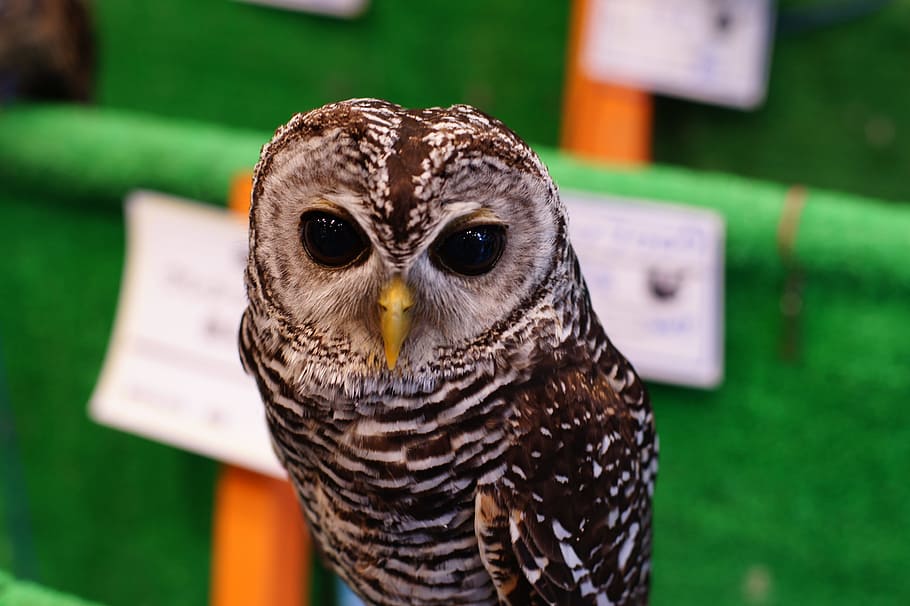 list, bird, and, animal themes, bird of prey, one animal, owl HD wallpaper