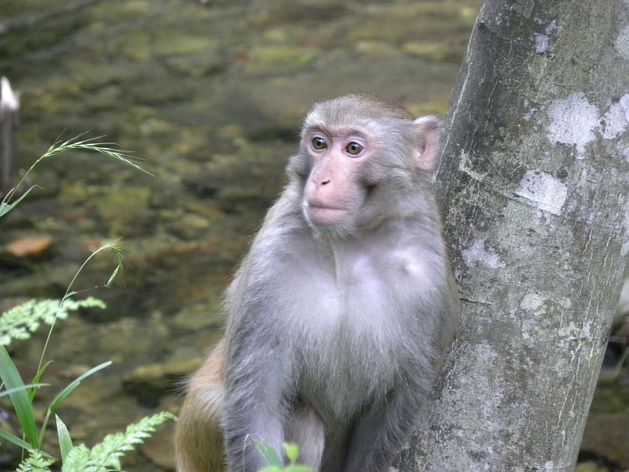 monkey, asia, wildlife, animal wildlife, primate, mammal, animals in the wild HD wallpaper