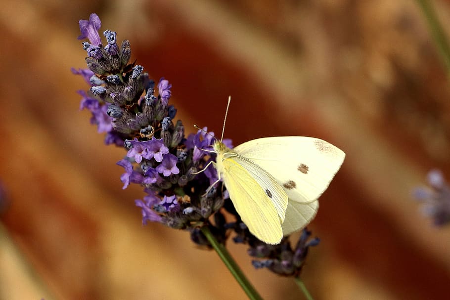 butterfly, white, insect, butterfly - Insect, nature, animal Wing HD wallpaper