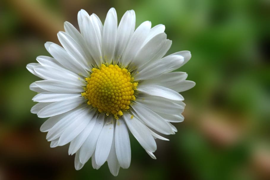 Daisy, Blossom, Bloom, White, Spring, lawn flower, fragility HD wallpaper