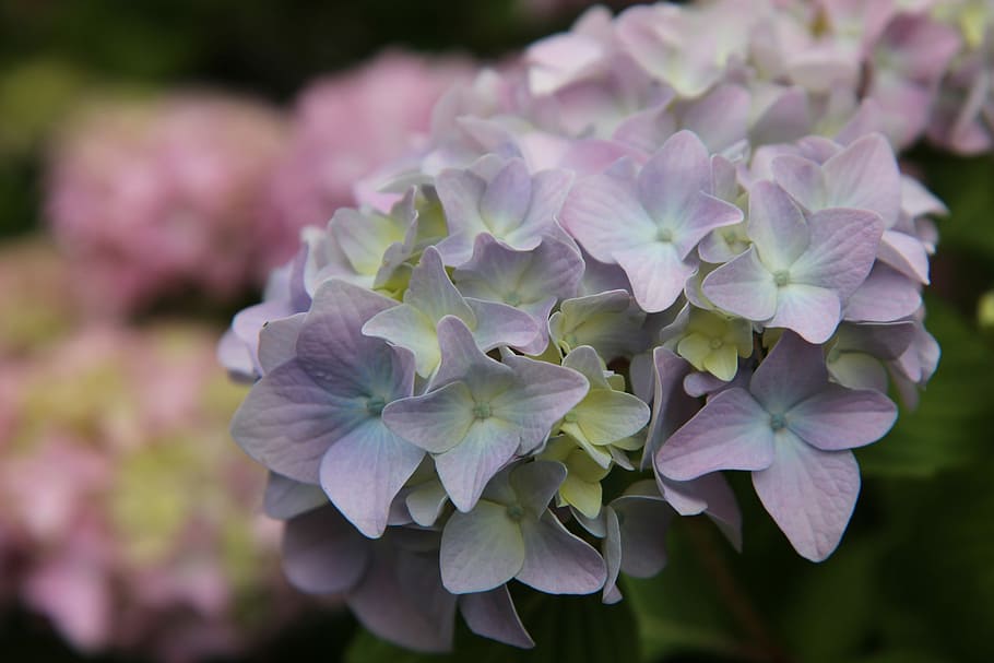 hydrangea, hydrangea blue pink, flowering, summer, flowering plant HD wallpaper