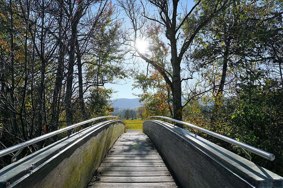 photo of pathway between trees, bridge, greifensee, zurich, canton