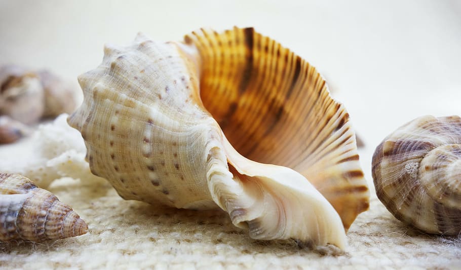 beige and brown snailshell, shells, nature, beautiful, beauty HD wallpaper