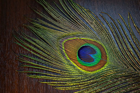 green and blue leaf on brown surface, desktop, pattern, peacock HD wallpaper