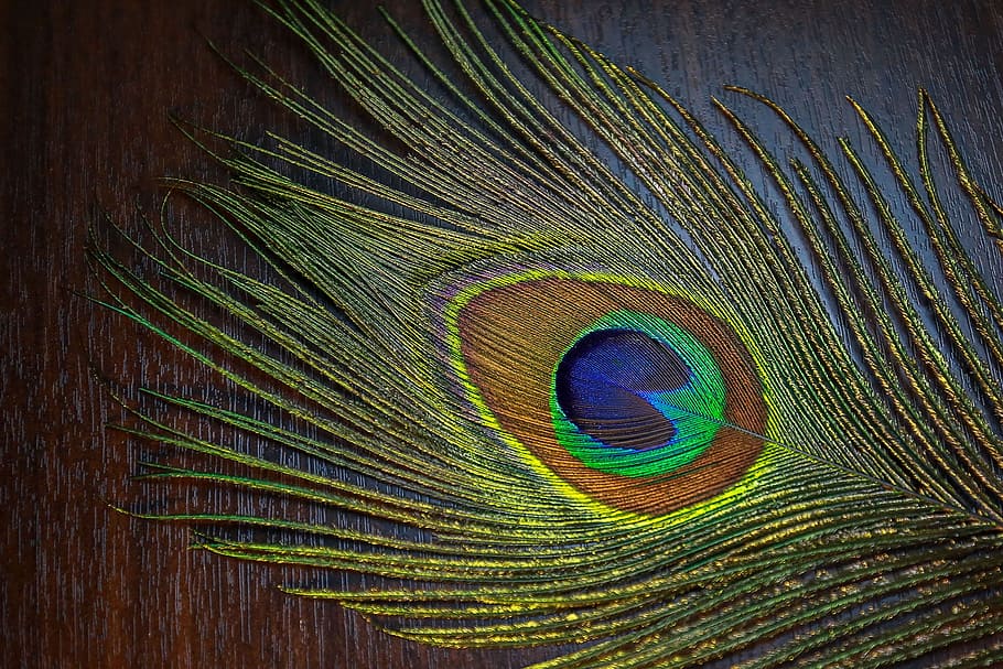 green and blue leaf on brown surface, desktop, pattern, peacock HD wallpaper