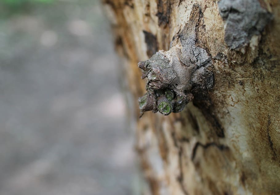 spring, wood, log, stubs, lot of, cramp, göcsört, nature HD wallpaper