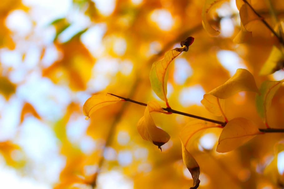 The tree, yellow leaf tree shallow focus photography, branch HD wallpaper