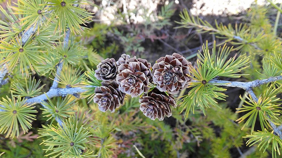 pine tree, pine cone, namdaemun, autumn, plant, growth, focus on foreground HD wallpaper